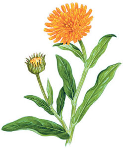 Treating HPV Symptoms with Natural Remedies Image